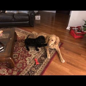 Meet your Posher, Donna